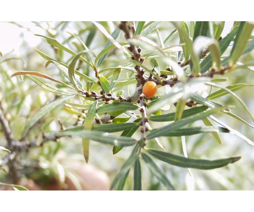 Common Sea Buckthorn